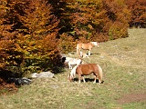 DSCF0113