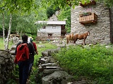 Nella parte iniziale della gita incontriamo diversi alpeggi : un simpatico incontro all'Alpe La Villa (mt.756)