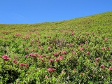Per un tratto il versante della montagna è un tappeto di rododendri !!